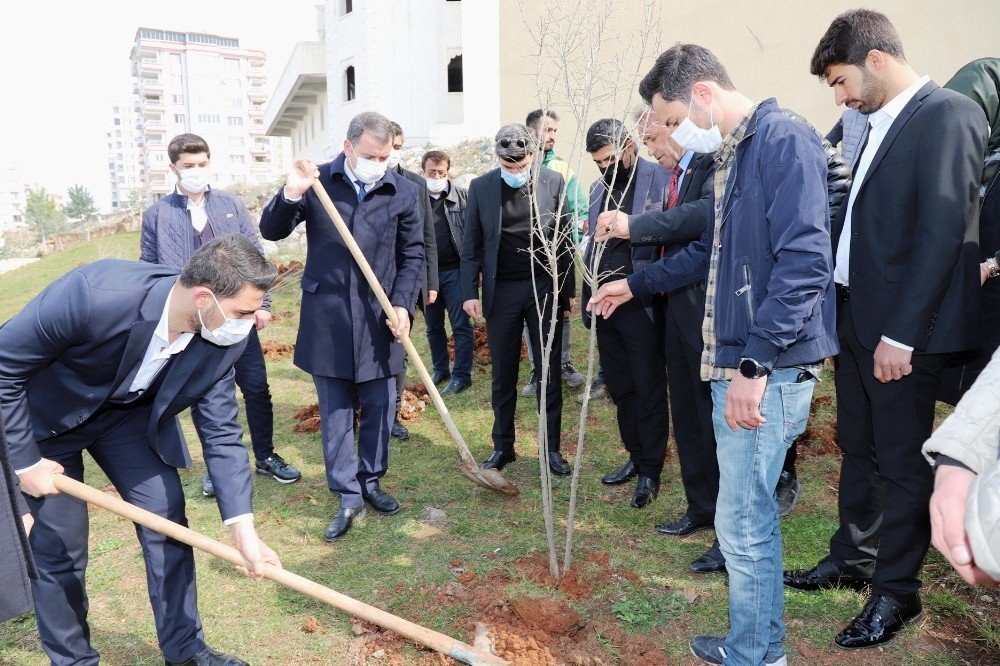 Şanlıurfa’da Gençler İlçenin Sembolü Olan Nar Fidanını Dikti