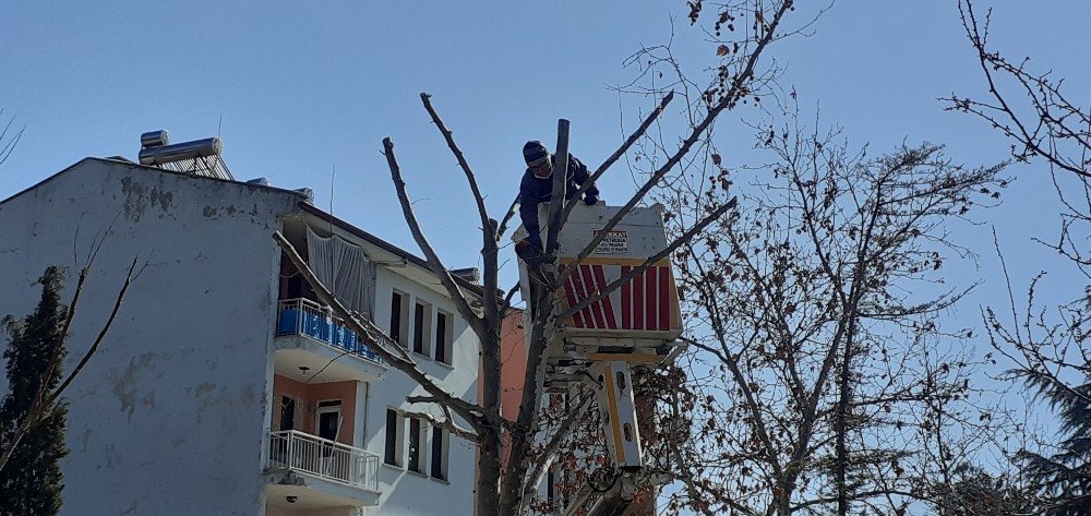 Osmancık’ta Belediye Ekipleri Ağaçları Buduyor