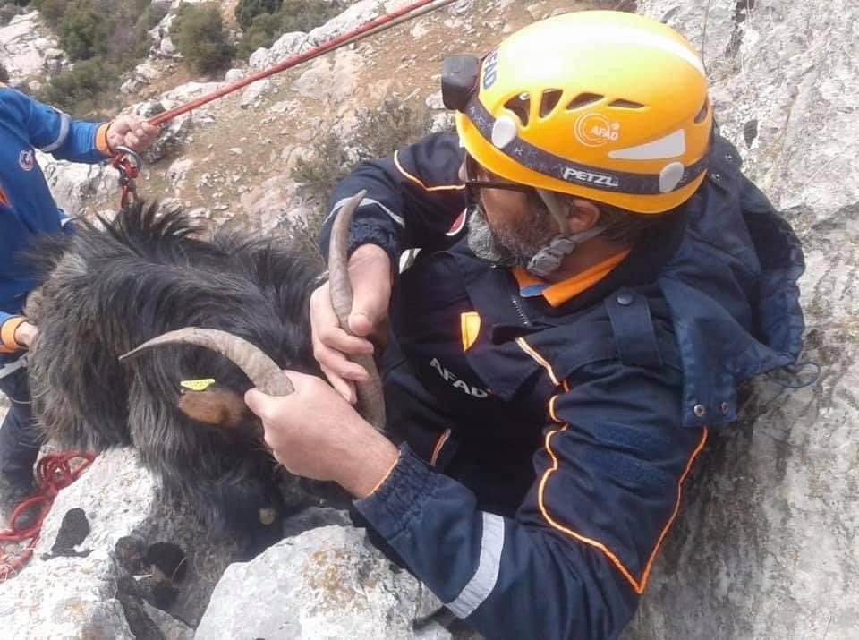 Kayalıklarda Mahsur Kalan Keçiyi Afad Ekipleri Kurtardı