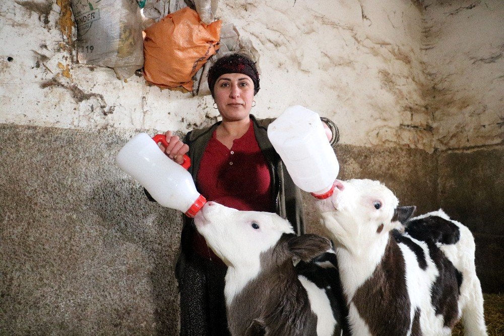 Aldığı İki İnek Geçim Kapısına Dönüştü