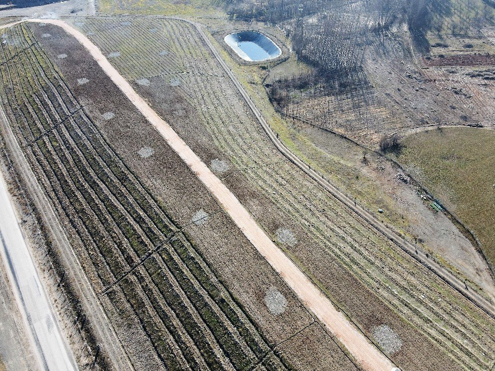 Çöplük, Lavanta Bahçesine Dönüştü