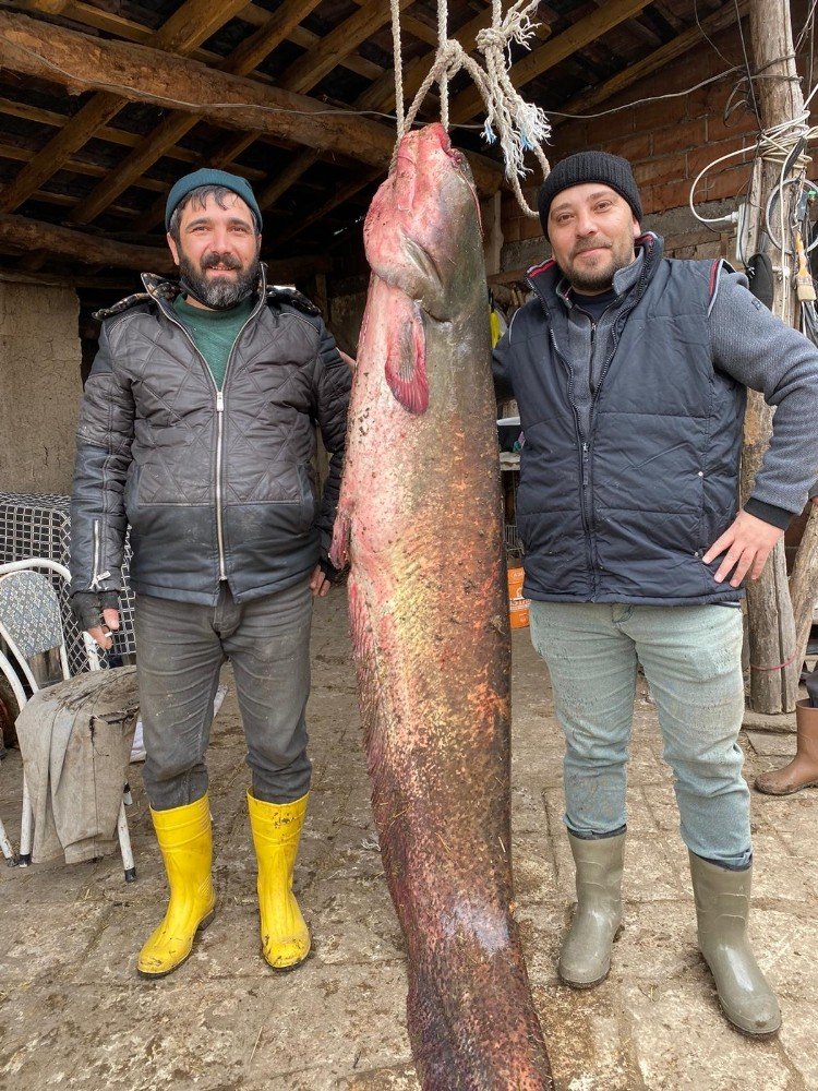 Balıkçıların Oltasına 2 Metre 20 Santimlik Yayın Balığı Takıldı