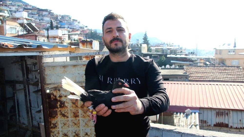 Babadan Miras Güvercin Sevdası