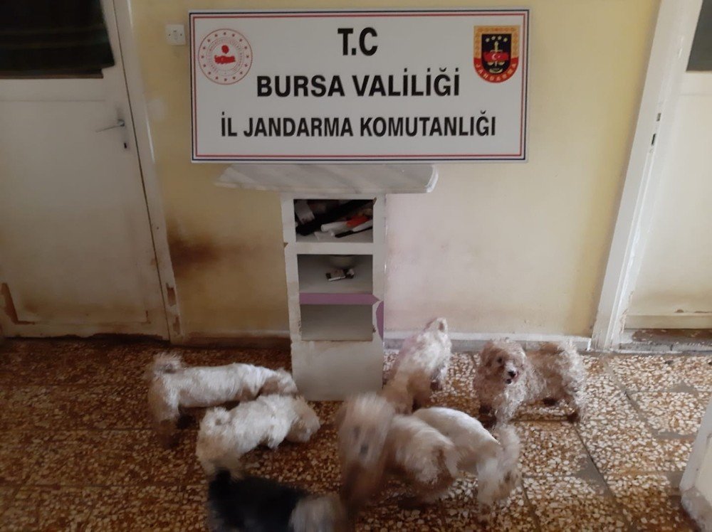 Bu Yavruları Jandarma Kurtardı