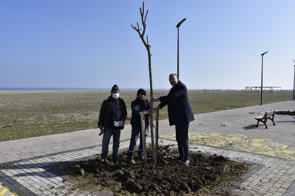 Yeniköy Sahil Yoluna ‘yeşil’ Dokunuş