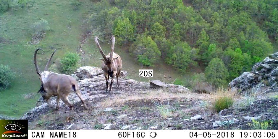 Ordu’da Fotokapanlara Vaşak Ve Yaban Keçileri Takıldı