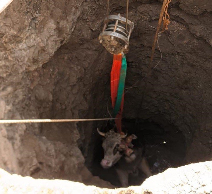 Elazığ’da 14 Metrelik Kuyuya Düşen Gebe İnek, 1 Saatlik Çalışmayla Kurtarıldı