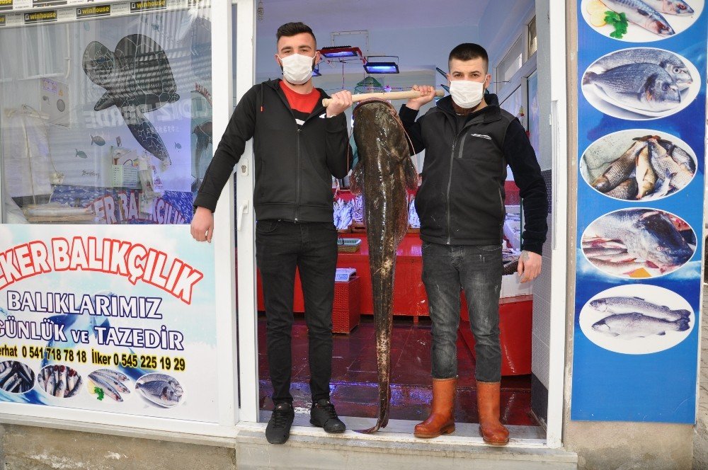 40 Kiloluk Dev Yayın Balığı İlgi Odağı