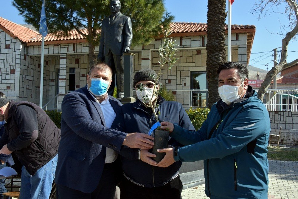 Aliağa’da 684 Üreticiye 17 Bin 100 Adet Zeytin Fidanı Dağıtıldı