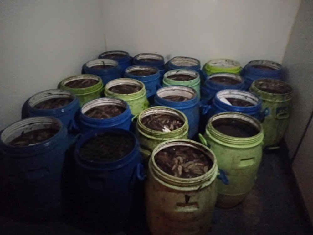 İ̇zmir’de 1 Ton Deniz Patlıcanı Ve 1 Ton Akivades Ele Geçirildi