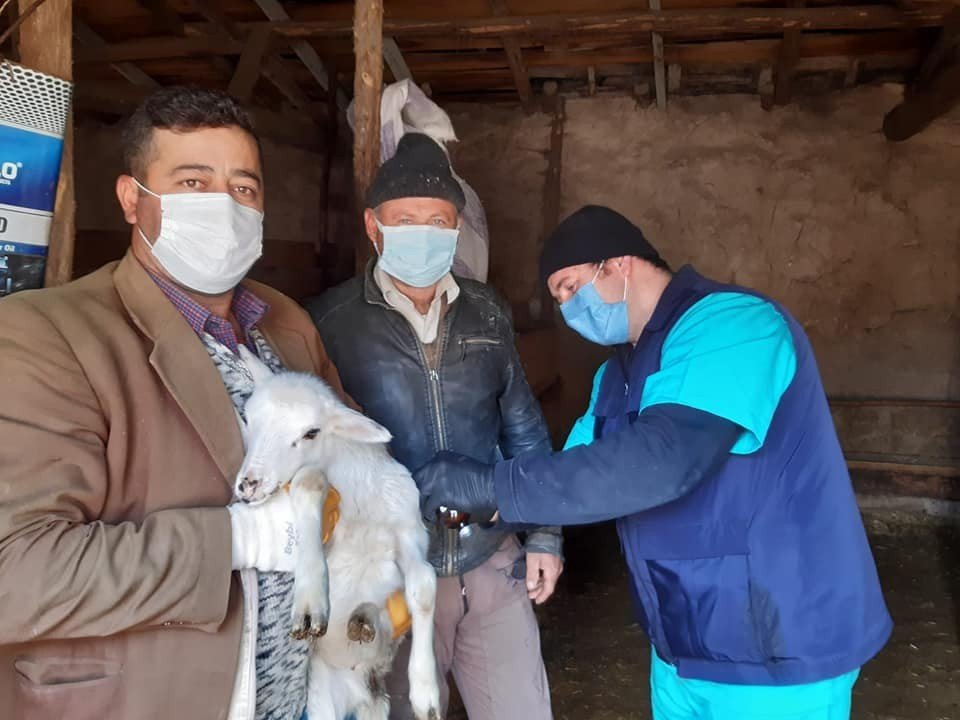 Aslanapa’da Koyun Ve Keçi Çiçeği Hastalığı İle Mücadele