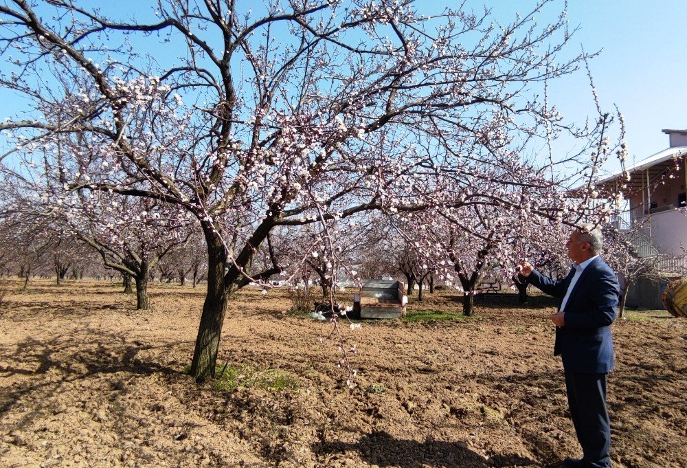 Kayısı Başkenti Malatya’da Kayısı Ağaçları Çiçekleri Açtı