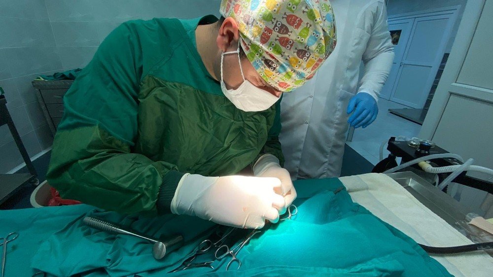 Türkeli’de Yaralı Halde Bulunan Kızıl Şahin, Doğaya Dönmek İçin Gün Sayıyor