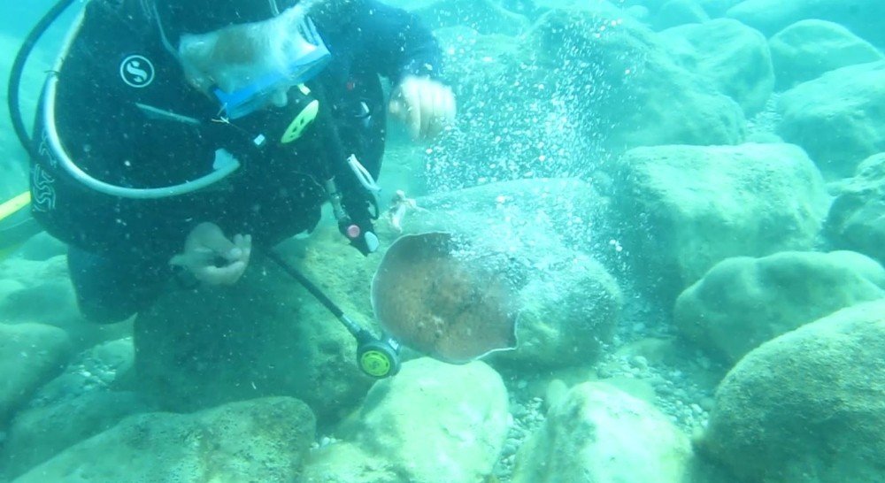 Ünlü Profesöre Su Altında Elektrikli Vatoz Balığı Şoku