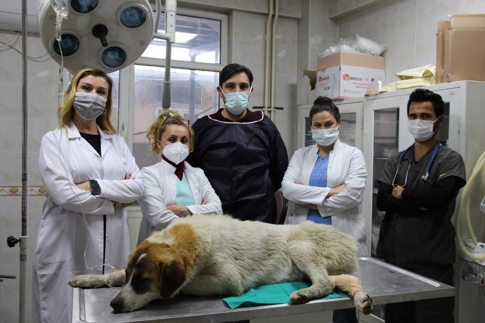 Canavarın Ezip Kaçtığı Köpeğe Belediye Şefkati
