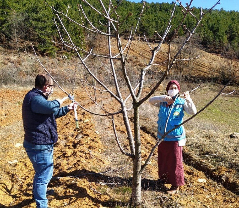 Hisarcık’ta Çiftçilere Budama Teknikleri Öğretiliyor