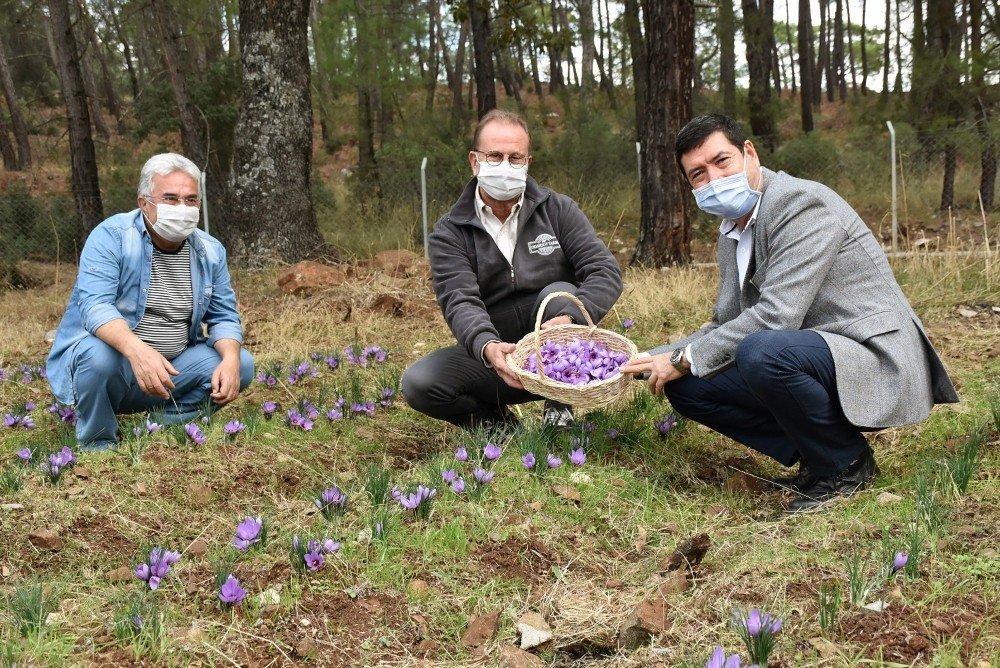 Barış Saylak; “muğla Endemik Bitki Zengini”
