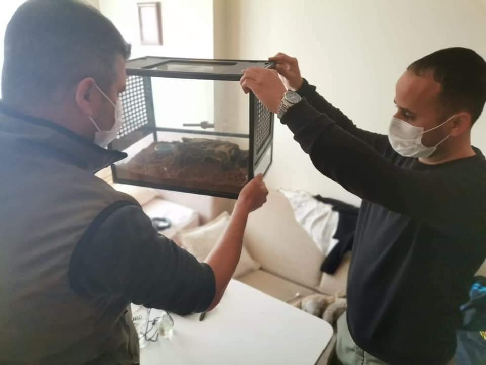 Aydın’da Bir Eve Düzenlenen Operasyonda Mısır Yılanı Ve Trantula Ele Geçirildi