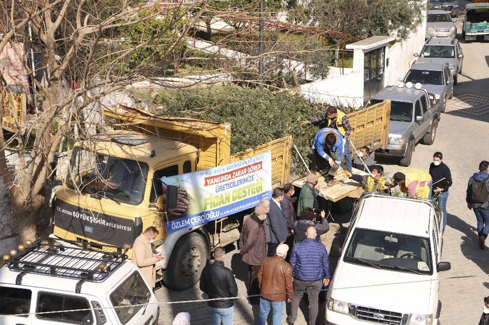 Büyükşehir’den Binlerce Zeytin Ve İncir Ağacı Desteği