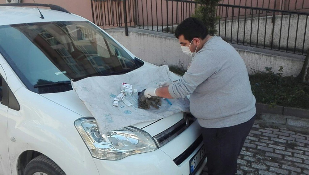 Ordu’da Yüksekten Düşen Kedi, İlk Yardıma Rağmen Telef Oldu