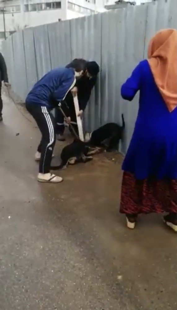- Sultanbeyli’de Pitbull Dehşeti: Sokak Köpeği Güçlükle Kurtarıldı
