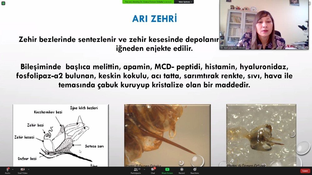 ‘sağlık İ̇çin Arı Zehri’ Projesi Yürütülüyor