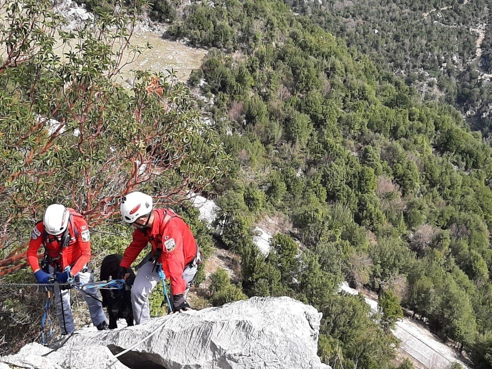 Akut’tan 5 Saatlik Keçi Kurtarma Operasyonu