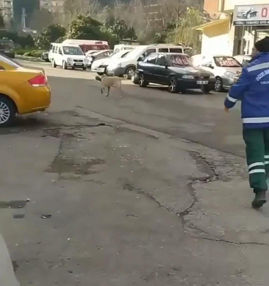 Rize’de Temizlik Görevlisi İle Süpürgesini Çalan Köpek Arasındaki Kovalamaca Cep Telefonu Kameralarına Yansıdı
