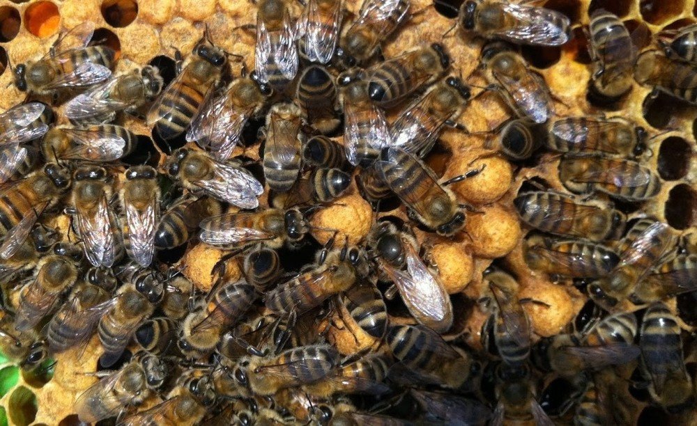Gelmeyen Kış, Bitmeyen Yaz Arıların Dengesini Bozdu