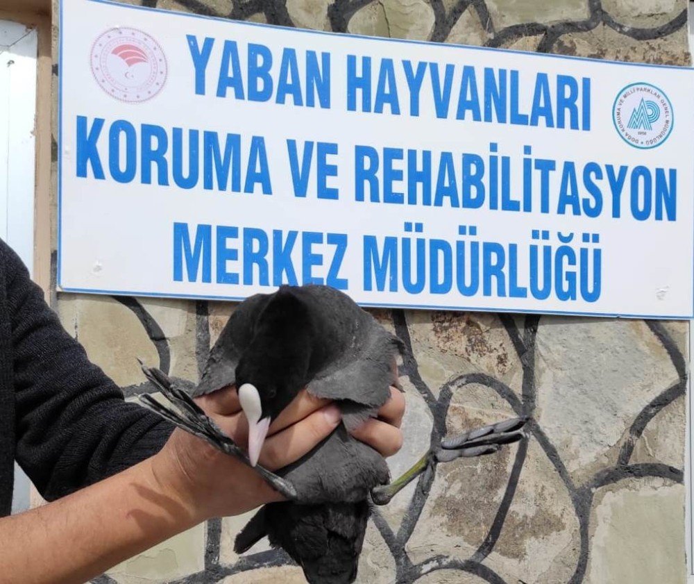 Tedavileri Tamamlanan Kuşlar Doğaya Bırakıldı
