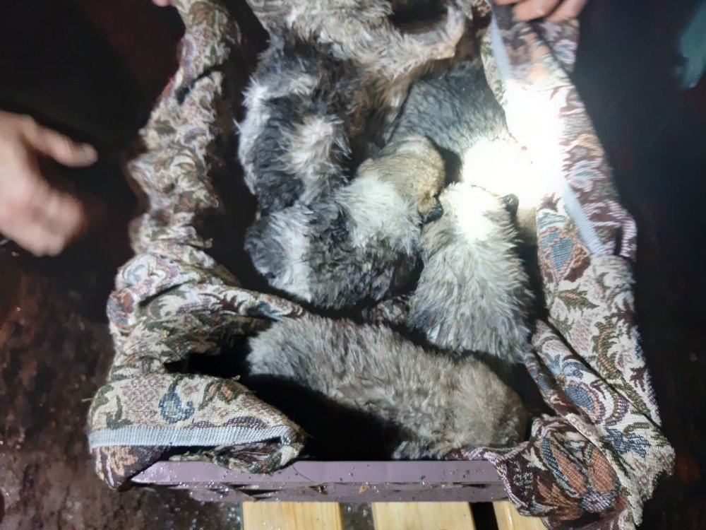 Boğulmak Üzere Olan Yavru Köpekleri İtfaiye Kurtardı