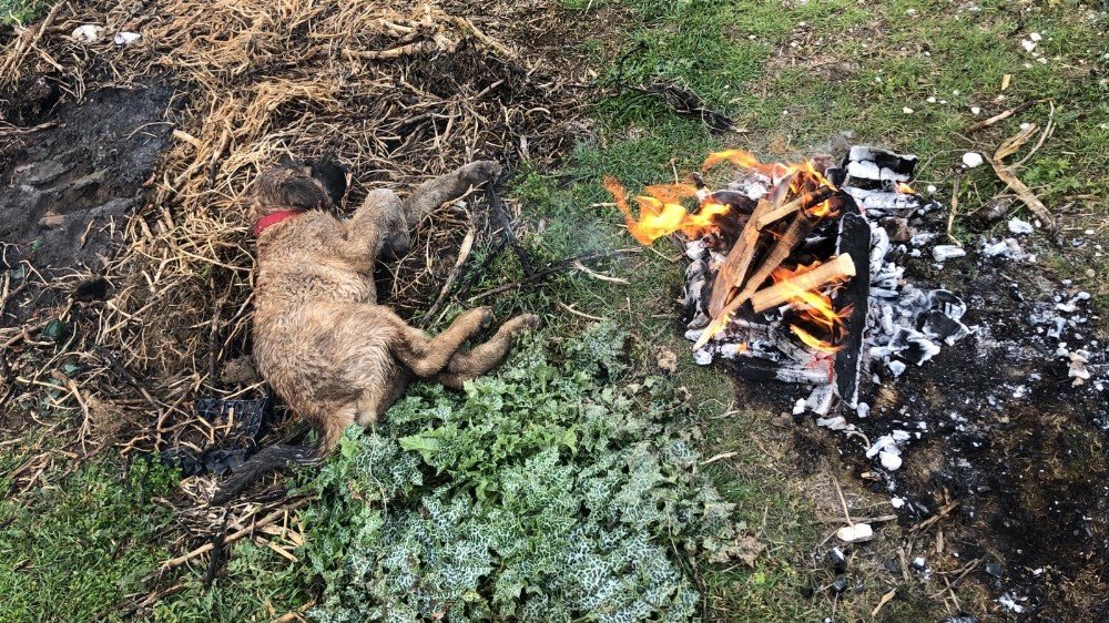 Ölmek Üzere Olan Yavru Köpeğe Çiftçi Sahip Çıktı