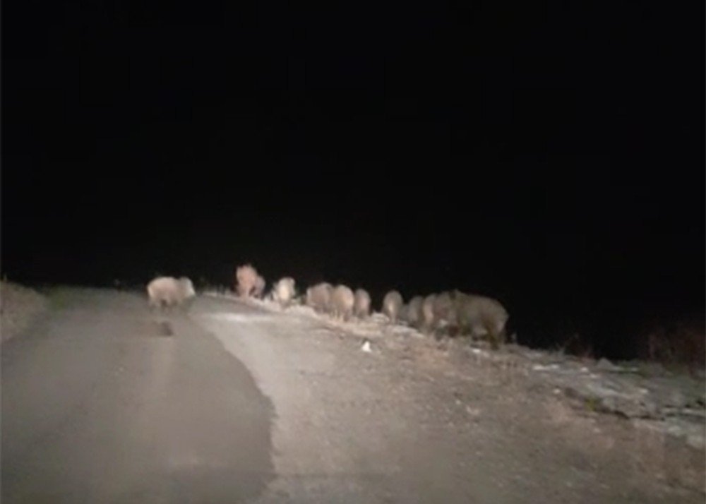 Gece Karanlığında Karşılarına Domuz Sürüsü Çıktı