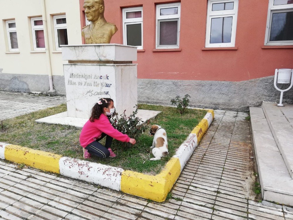 Yi̇bo Öğrencileri Sahiplendikleri Sokak Köpeğine Okul Bahçesinde Bakacaklar