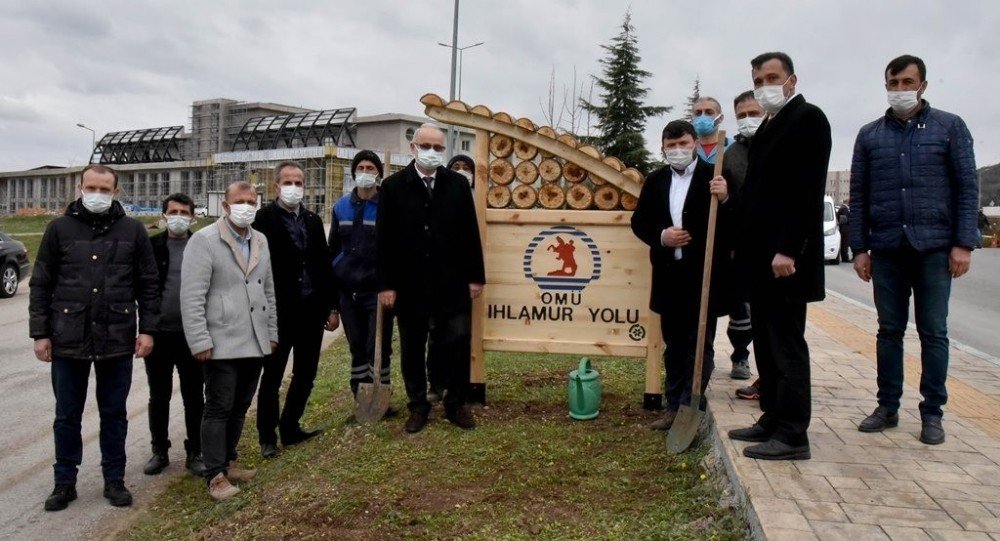 Omü Kurupelit Yerleşkesi Ihlamurlarla Yeşillenecek