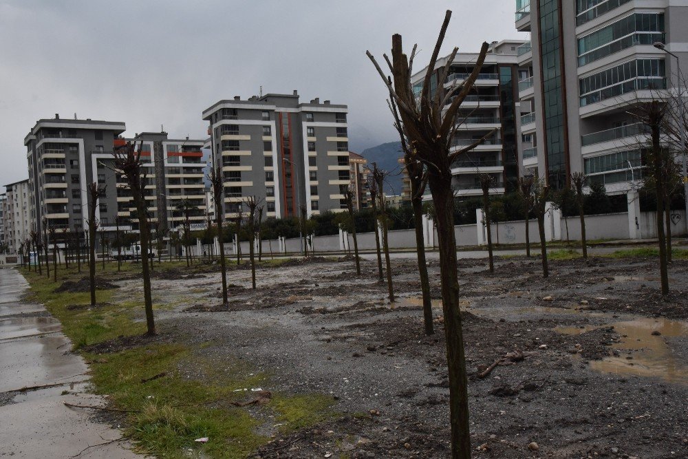 Yunusemre’de Yüzbinlerce Fidan Toprakla Buluştu