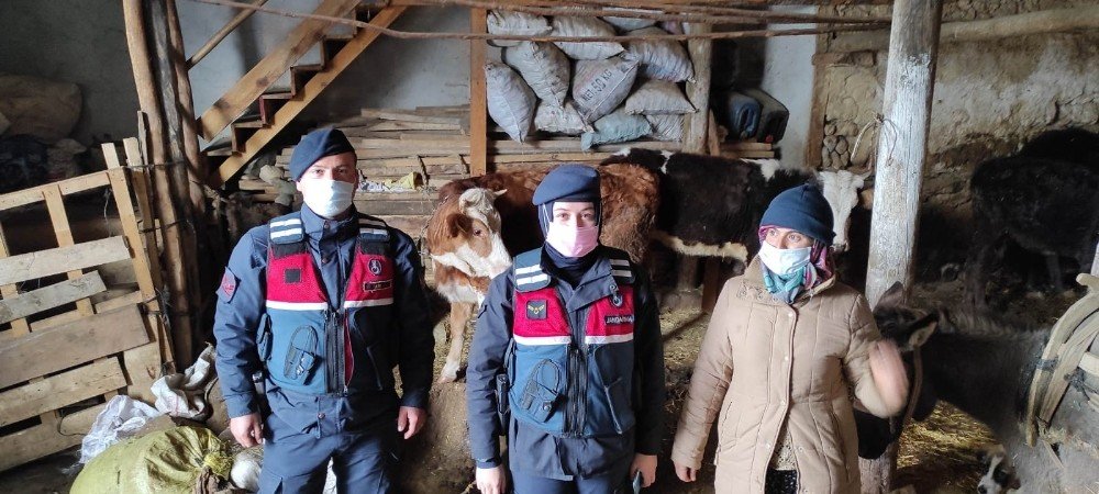 Kaybolan Büyükbaş Hayvanları Jandarma Buldu