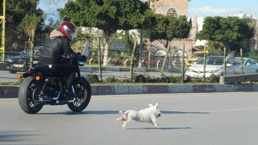 Antalya’da Sahibini Kaybeden Köpek Trafiği Birbirine Kattı