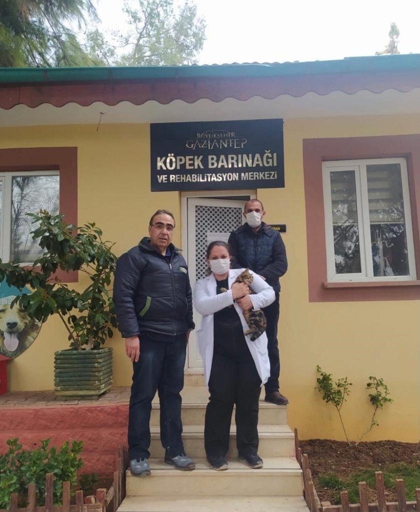 Sopayla Eziyet Edilen Kediye Gaziantep Hayvan Bahçesi Sahip Çıktı