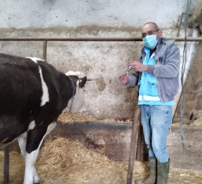 İ̇lçe Merkezi Ve Köylerde ’’şap’’ Aşısı Kampanyası