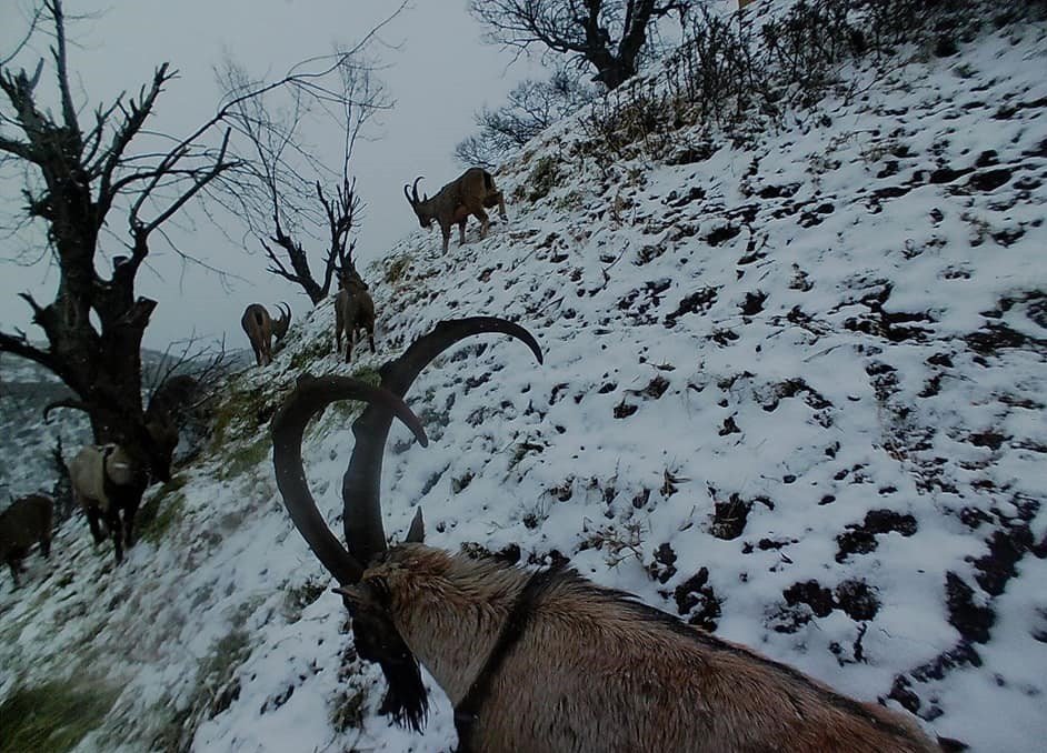 Tunceli’de Yaban Keçileri Sürü Halinde Foto Kapanla Görüntülendi
