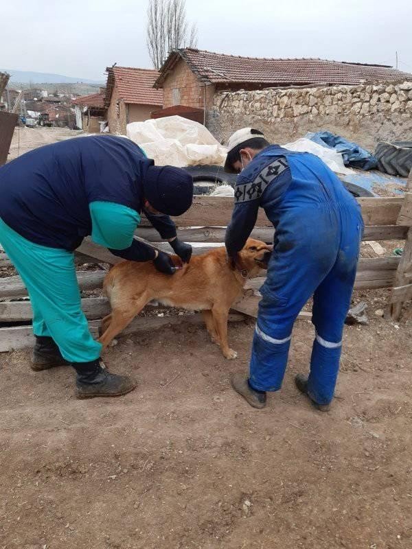 Aslanapa’da Kuduz Ve Çiçek Hastalığı Aşı Çalışmaları
