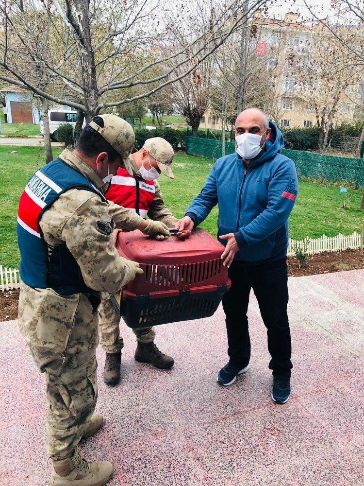Diyarbakır’da Mehmetçik Yaralı Atmacaya Kol Kanat Oldu