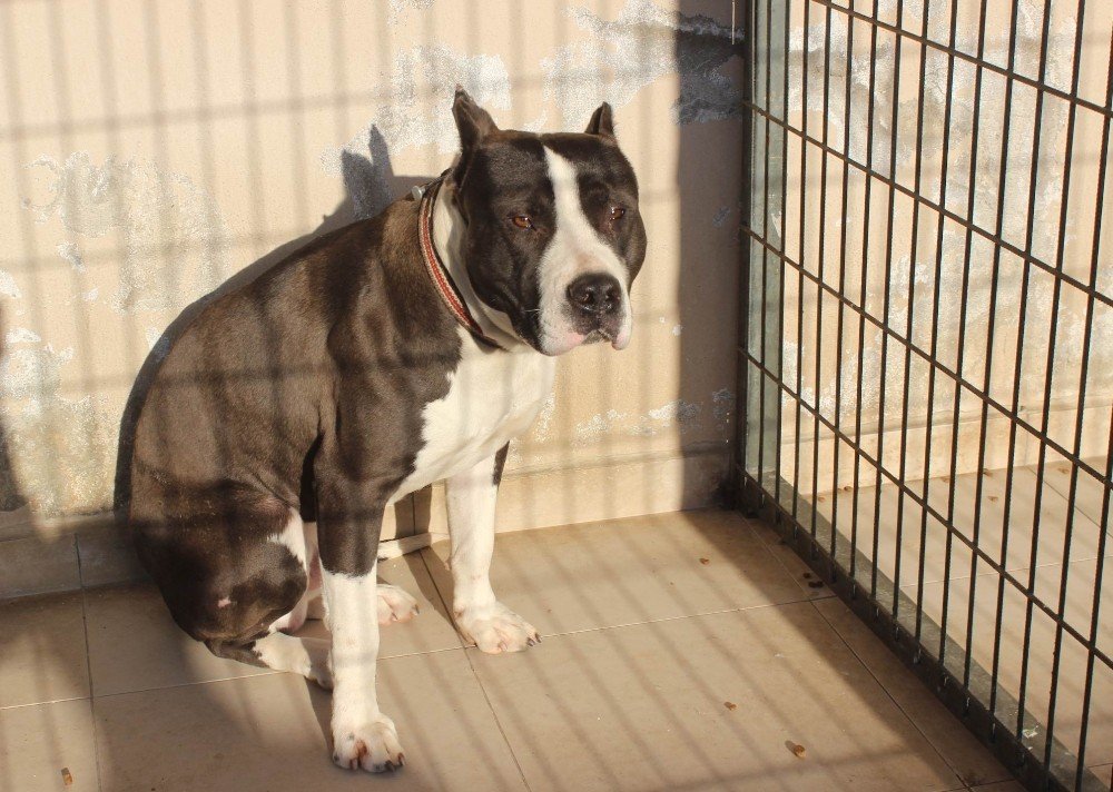 Manisa’da Pitbull Dehşeti: 2 Polis Yaralandı