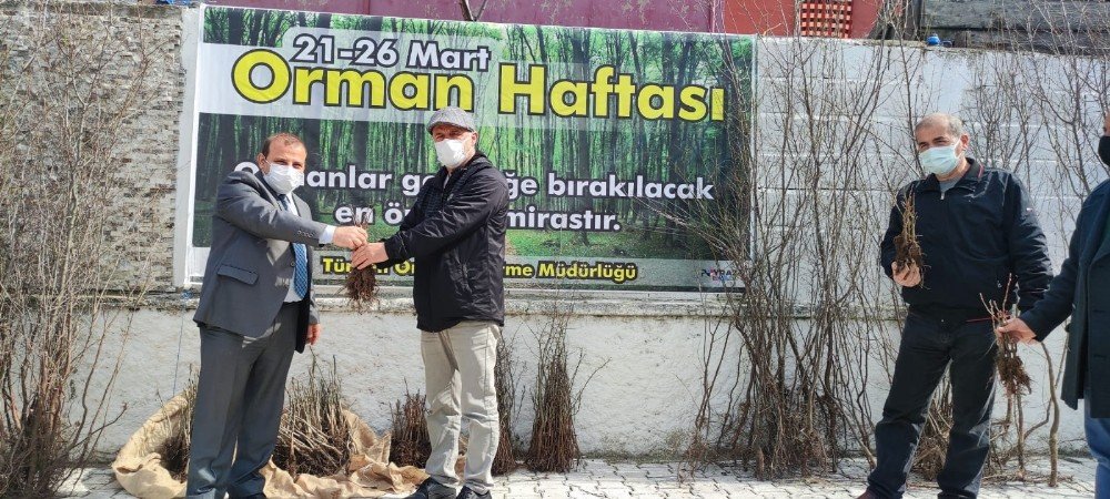 Türkeli’de Vatandaşlara Fidan Dağıtımı Yapıldı