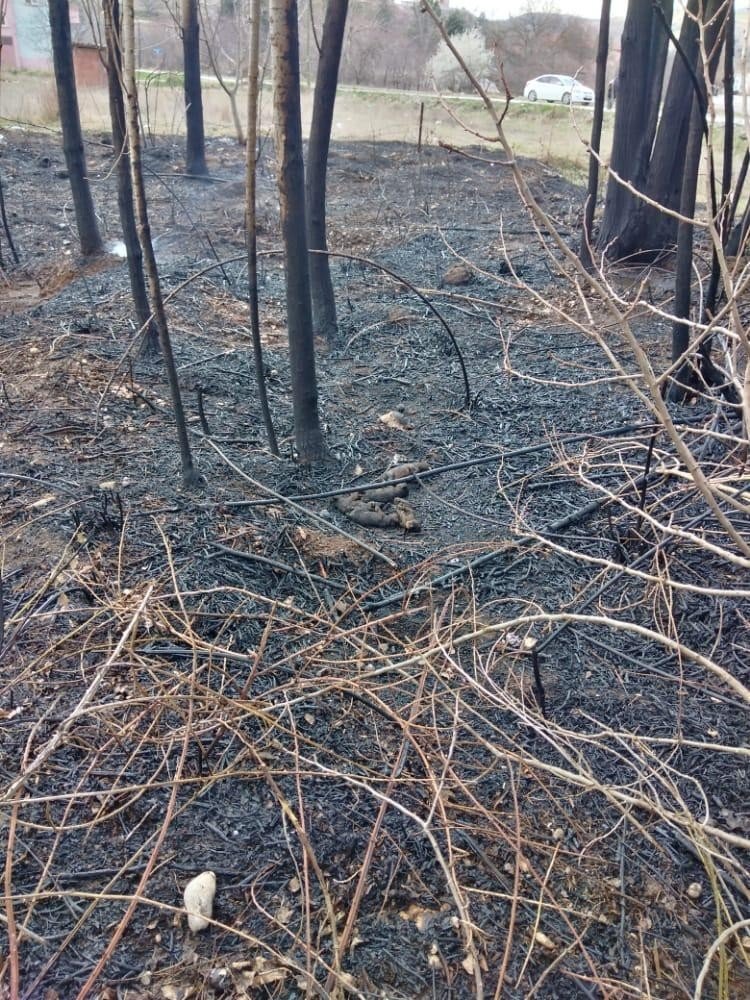 Amasya’da Ağaçlık Alandaki Yangında 5 Yavru Köpek Ve Bir Kaplumbağa Telef Oldu