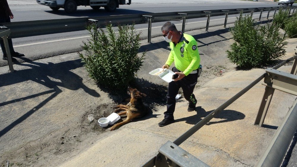 Antalya’da Yaralı Köpeğe Trafik Polisi Şefkati
