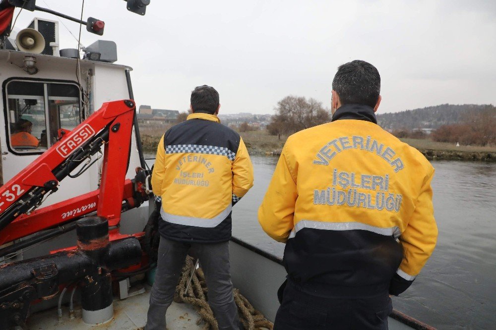 Haliç’te Köpek Kurtarma Operasyonu
