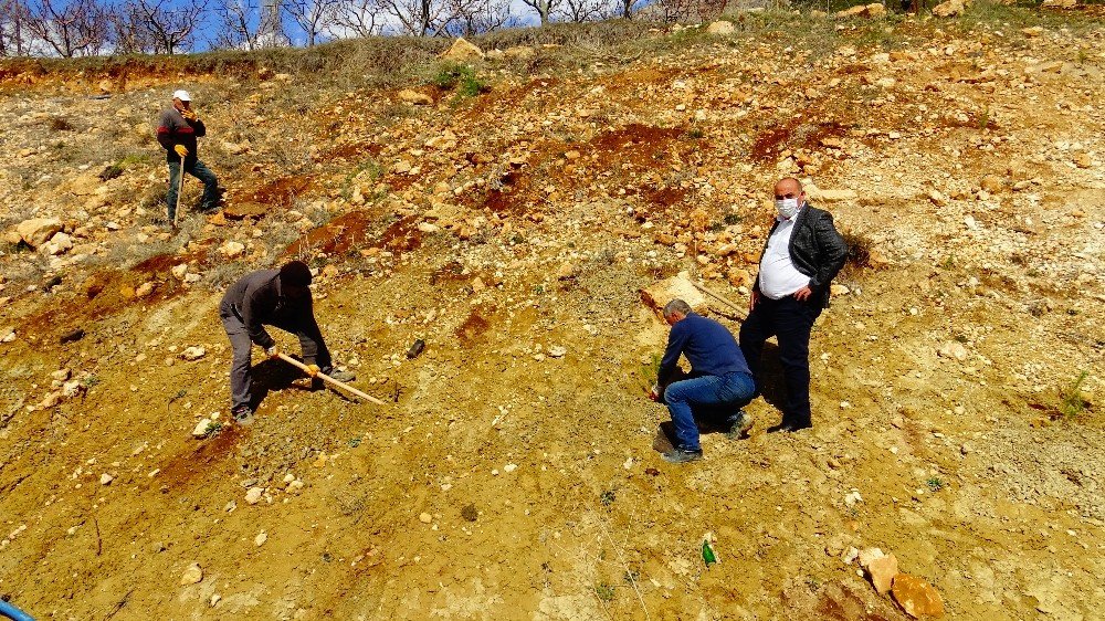 Güneyyurt’ta 3 Bin Çam Fidanı Toprakla Buluşturuldu