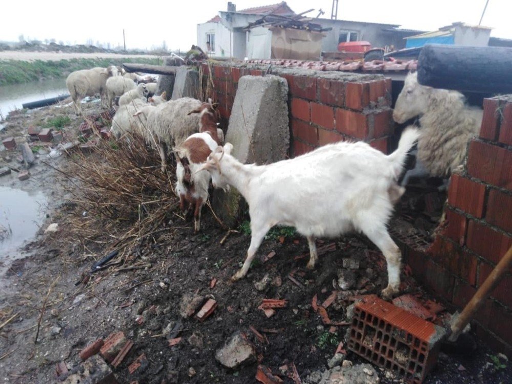 Manisa İ̇tfaiyesi Mahsur Kalan Hayvanların Da Kurtarıcısı Oldu